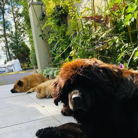 Fortwilliam Farm T12dnn2 * كورك