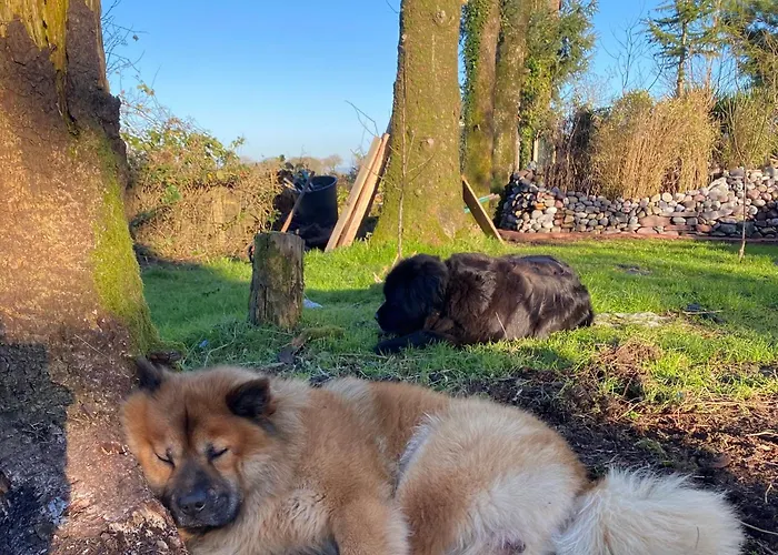 Fortwilliam Farm T12dnn2 *